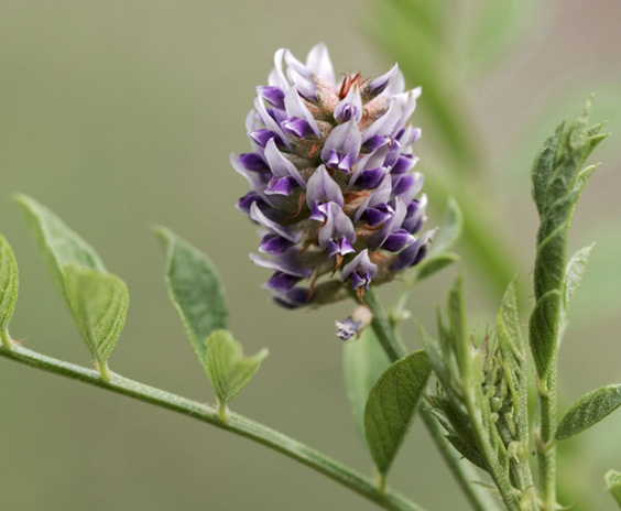 Licorice Root Extract (Glycyrrhiza Glabra Extract)